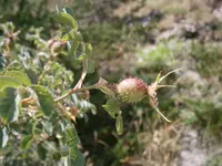 Pine Rose