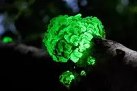 Luminescent Panellus