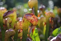 Darlingtonia californica
