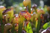 Darlingtonia californica