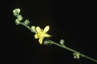 beaked agrimony