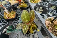 Ludisia discolor in the pot