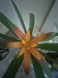 Droophead Tufted Airplant photo by a Botan App user
