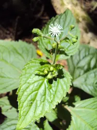 common medicineplant