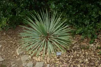 soapweed yucca (Yucca glauca) plant