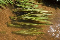American eelgrass (Vallisneria americana) plant