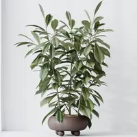 Ficus cyathistipula in the pot