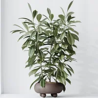 Ficus cyathistipula in the pot