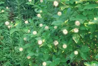 Cephalanthus occidentalis flowers