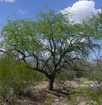velvet mesquite