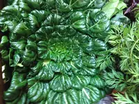 Brassica rapa var. rosularis