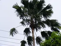 footstool palm