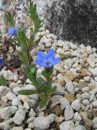 scrambling gromwell