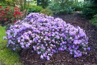 Rhododendron impeditum plant
