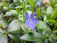 Creeping myrtle (Vinca minor) plant