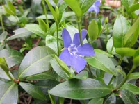 Creeping myrtle