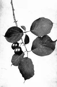 Canadian plum (Prunus nigra) plant