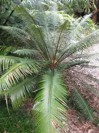 Cycad