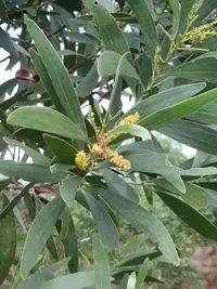 Acacia spirorbis
