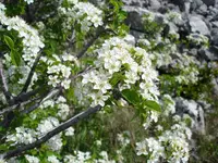 Mahaleb cherry
