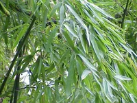 golden bamboo (Phyllostachys aurea) plant