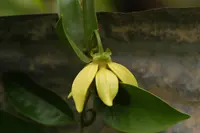 climbing ilang-ilang