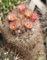 whitecolumn foxtail cactus