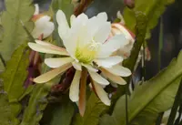 Epiphyllum blooms
