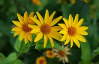 false sunflower (Heliopsis helianthoides) plant