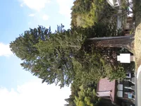 Koyamaki (Sciadopitys verticillata) plant