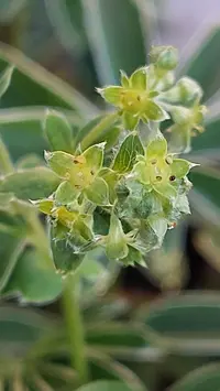 Alchemilla nitida