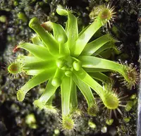 New Zealand sundew
