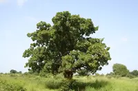 shea tree