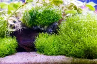 Crystalwort
