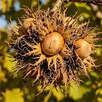 Turkish hazelnut
