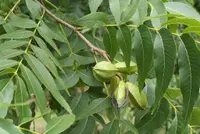 pecan (Carya illinoinensis) plant