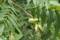 pecan (Carya illinoinensis) plant