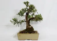Podocarpus macrophyllus as bonsai