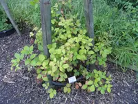 Rubus pallidus