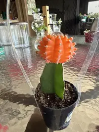 Moon Cactus photo by a Botan App user