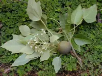 Candlenut