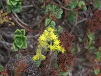 Aeonium lindleyi