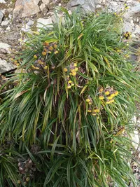 Senecio comosus (Senecio comosus) plant
