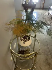 Asparagus fern photo by a Botan App user