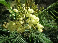 black wattle