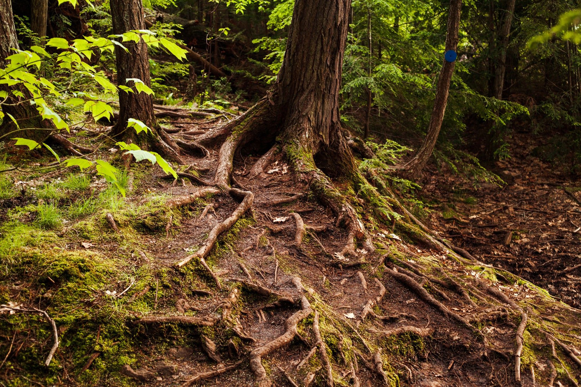 Roots