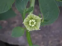 creeping false holly