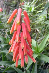 Common Climbing Aloe