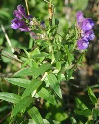 Baikal skullcap