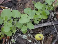 hedgehog gourd